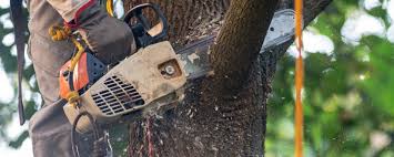 Best Tree Cabling and Bracing  in Apple Valley, CA