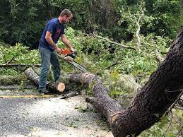 Best Hazardous Tree Removal  in Apple Valley, CA