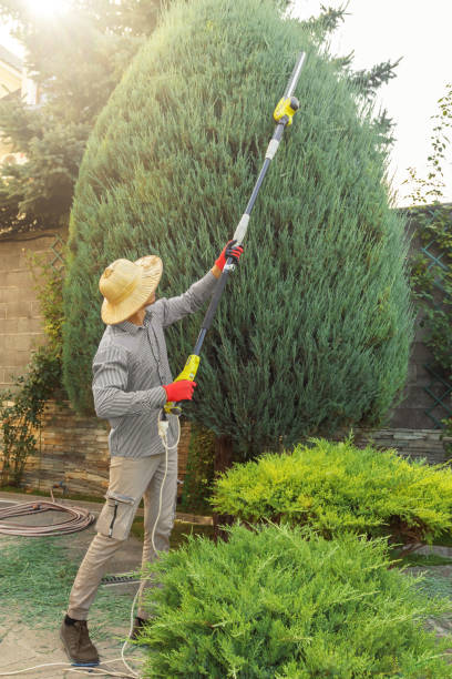 Best Utility Line Clearance  in Apple Valley, CA